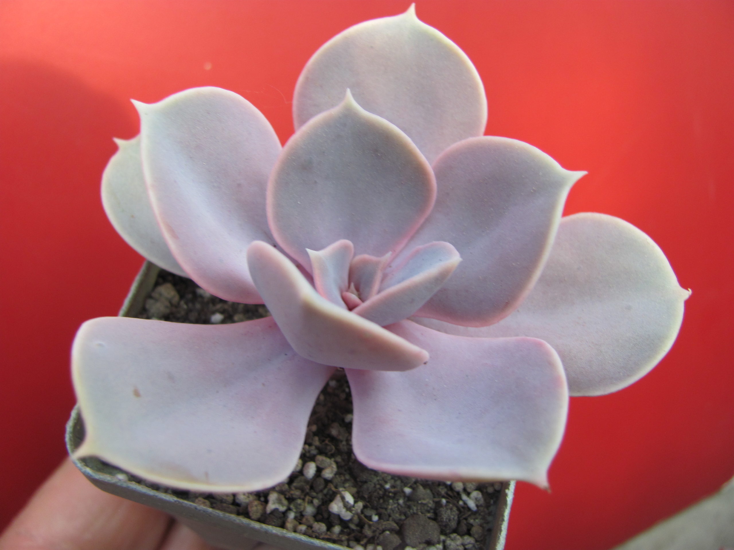 Echeveria  Perle von Nurnberg