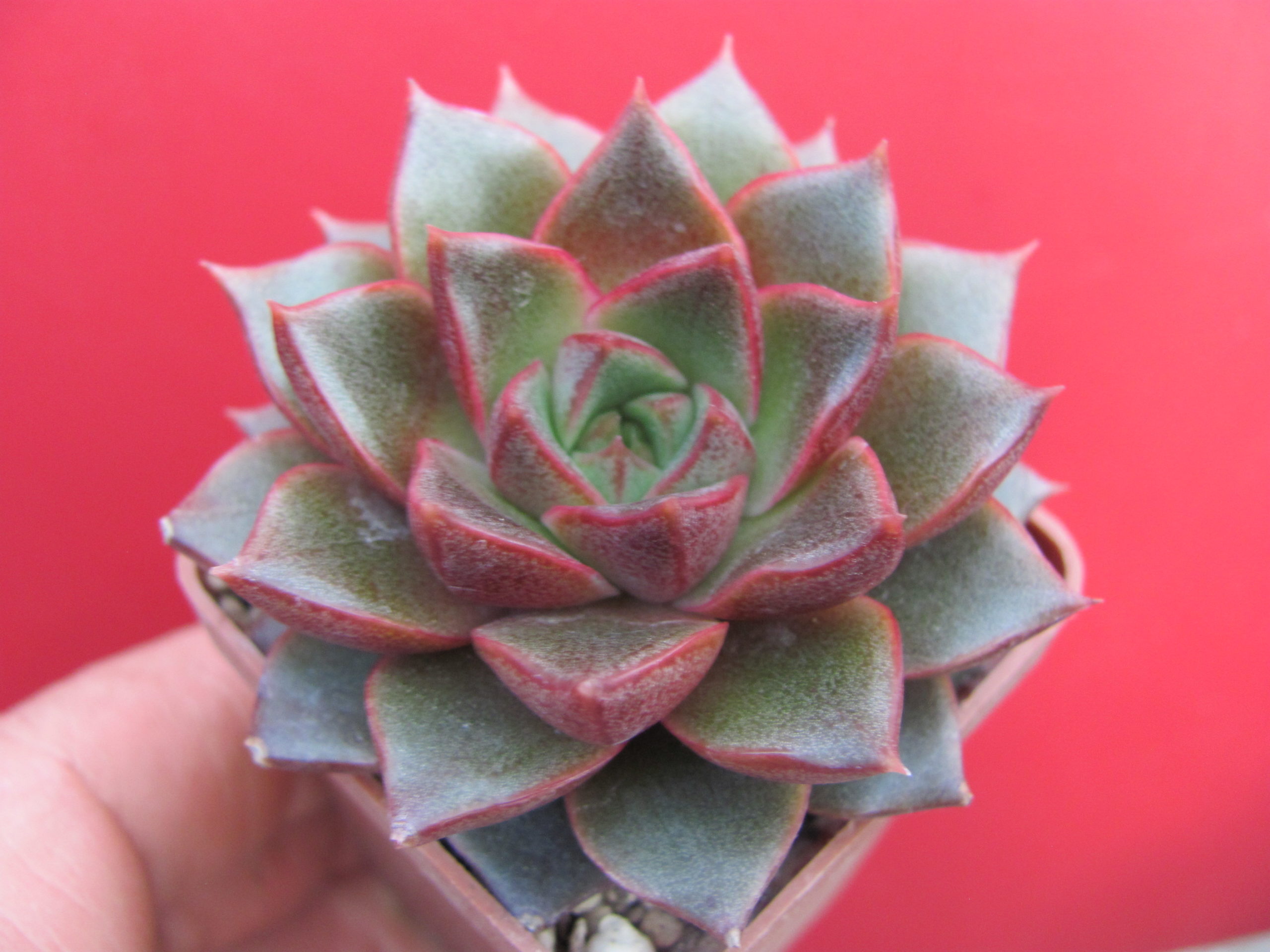 Echeveria  purpusorum  Red