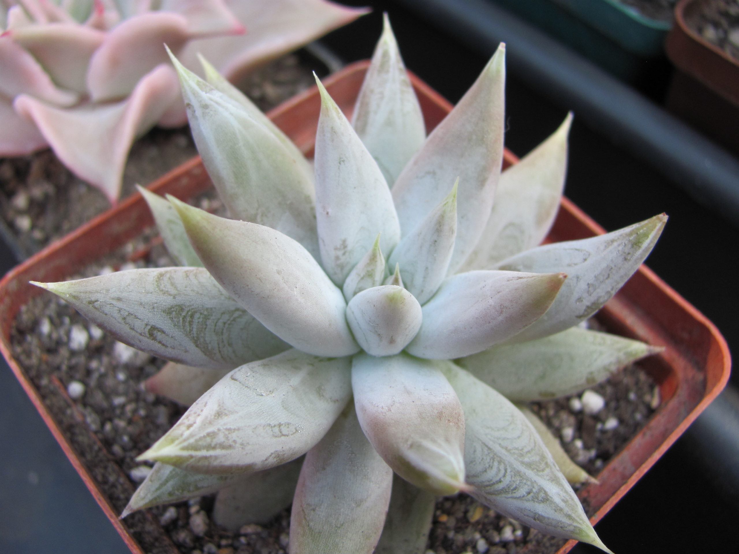 Echeveria tolimanensis