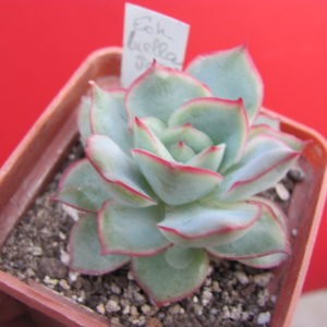 Echeveria Luella