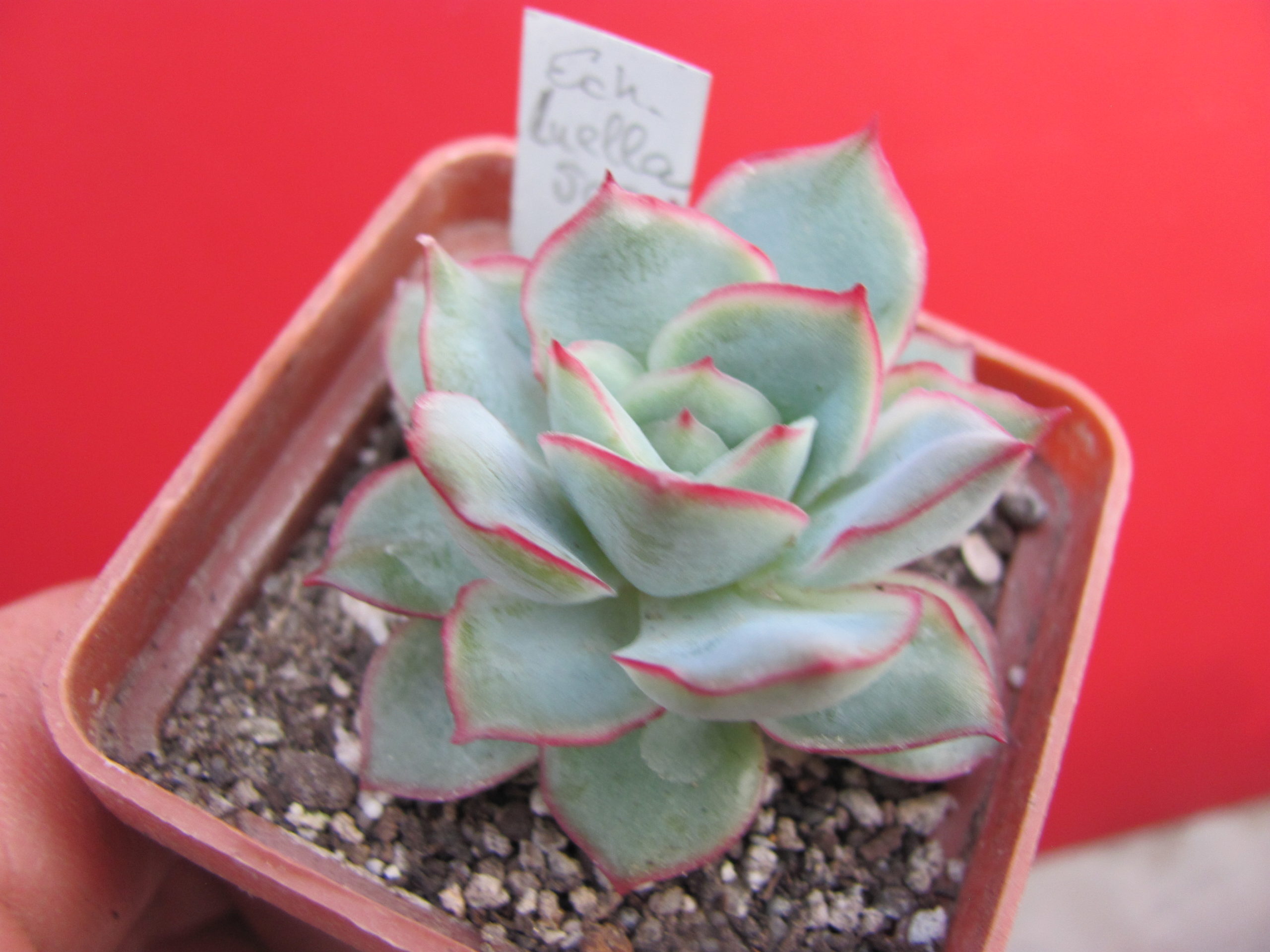 Echeveria Luella