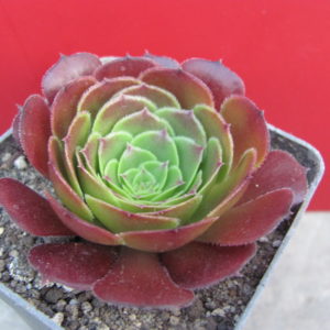 Aeonium  Velour