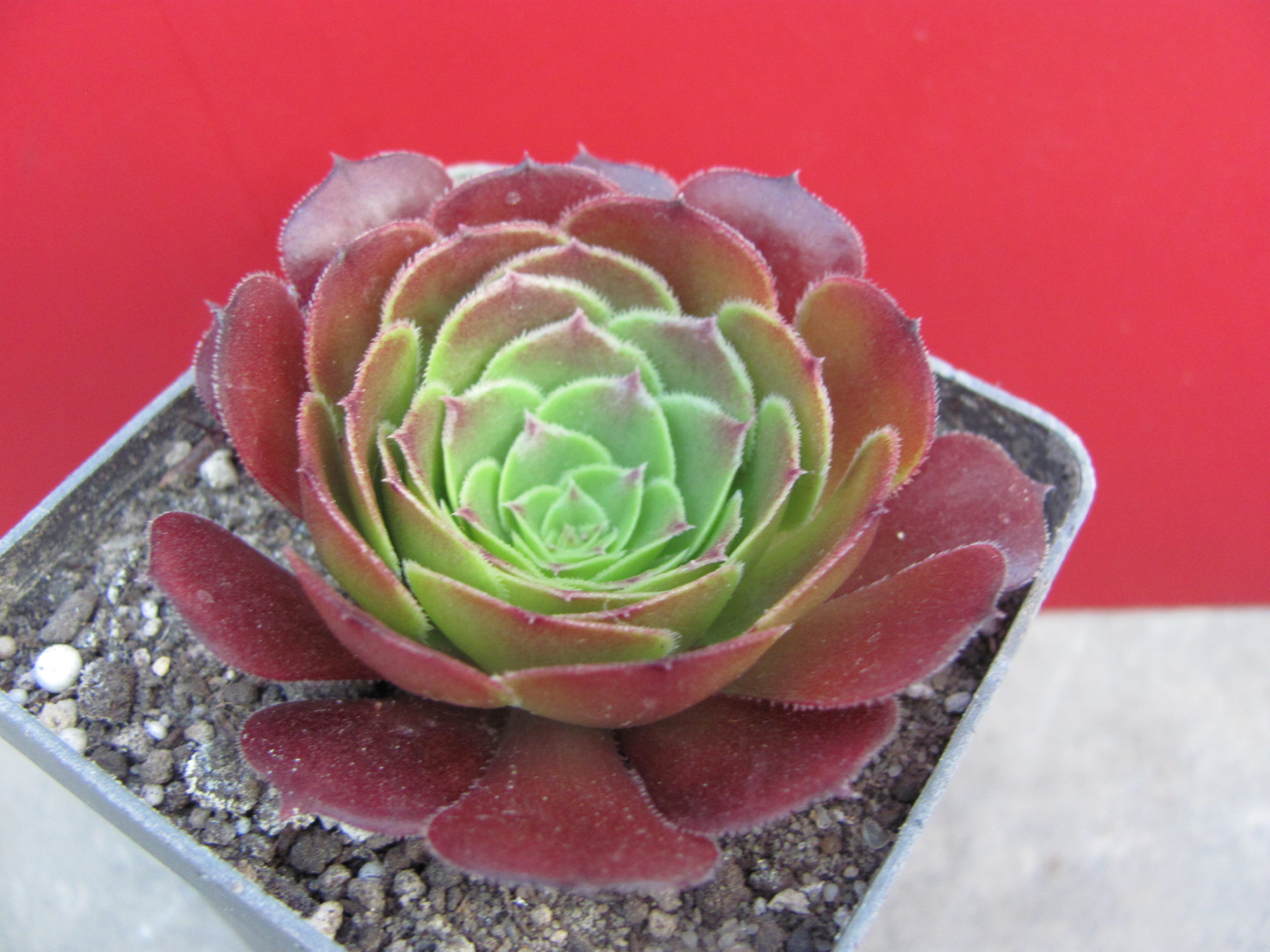 Aeonium  Velour