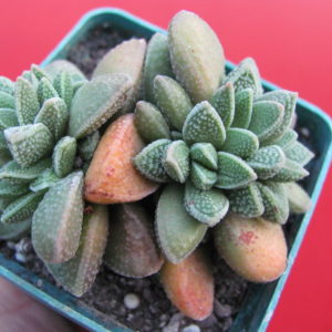 Crassula  hybr.