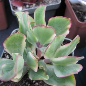 Crassula Blue Bird variegata