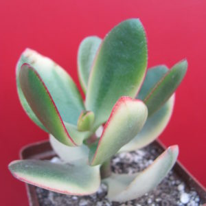 Crassula *Maruba Nishiki*