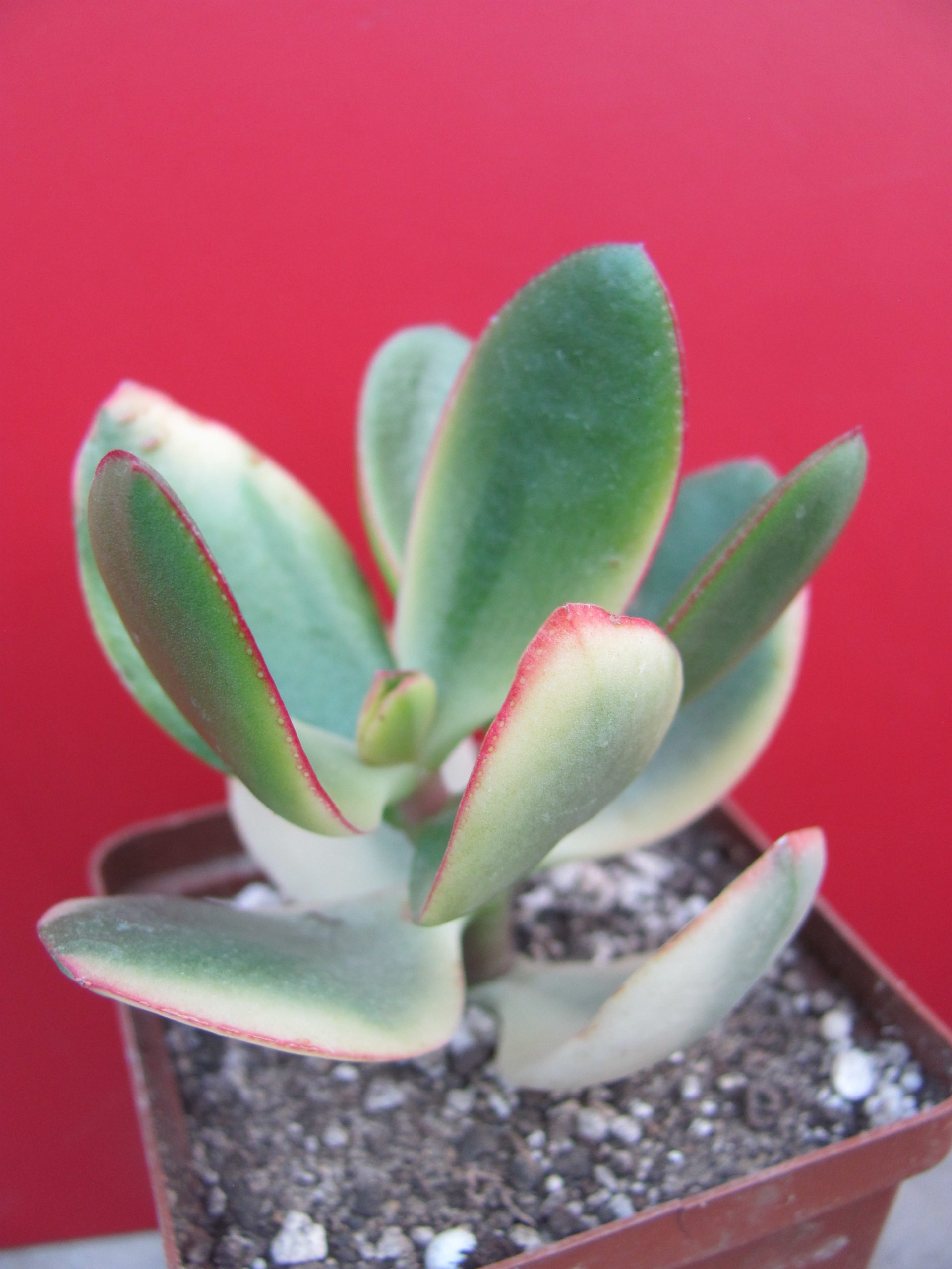 Crassula *Maruba Nishiki*