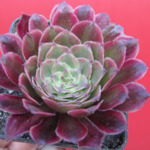 Aeonium Mardi Gras