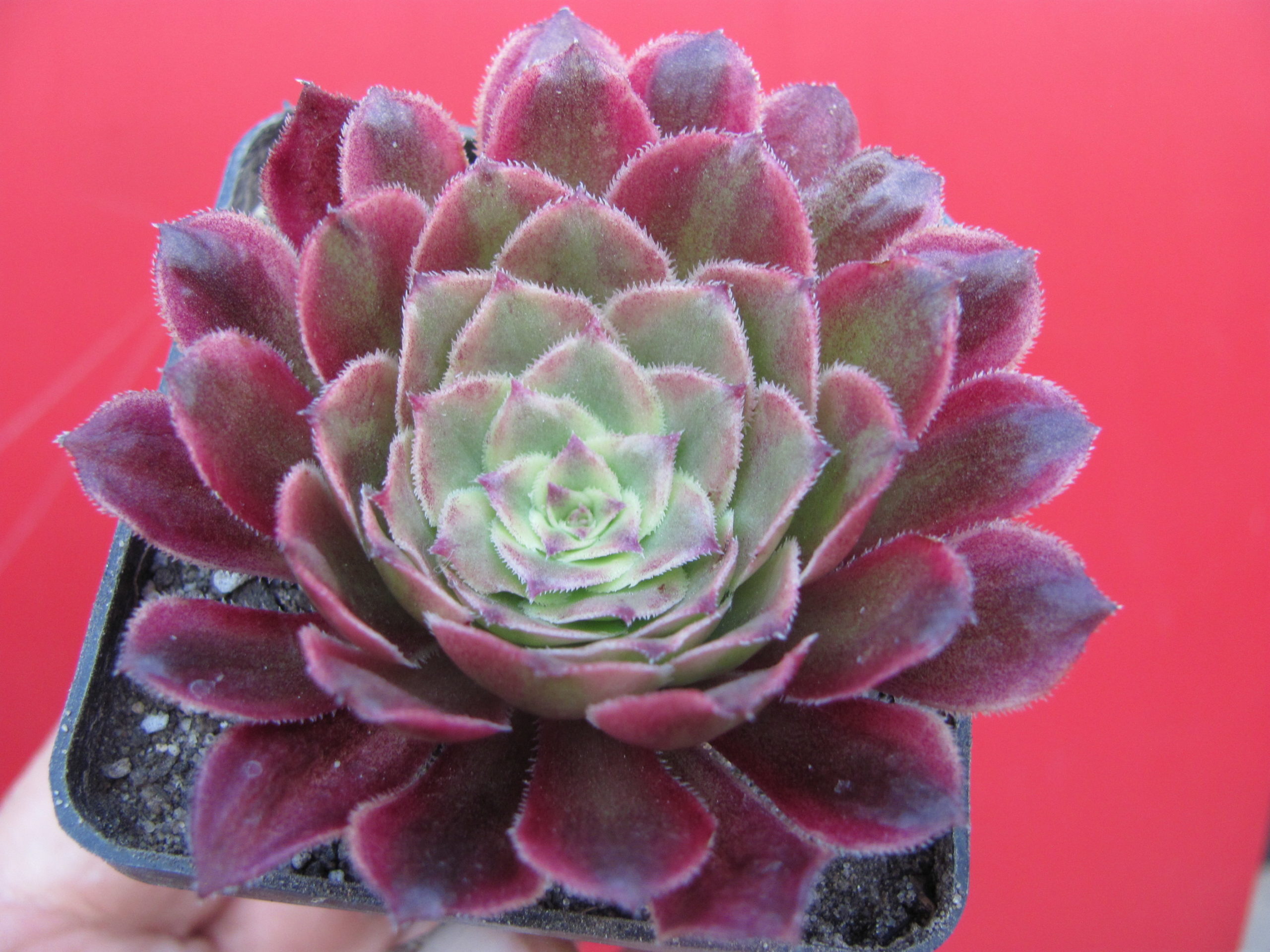 Aeonium Mardi Gras
