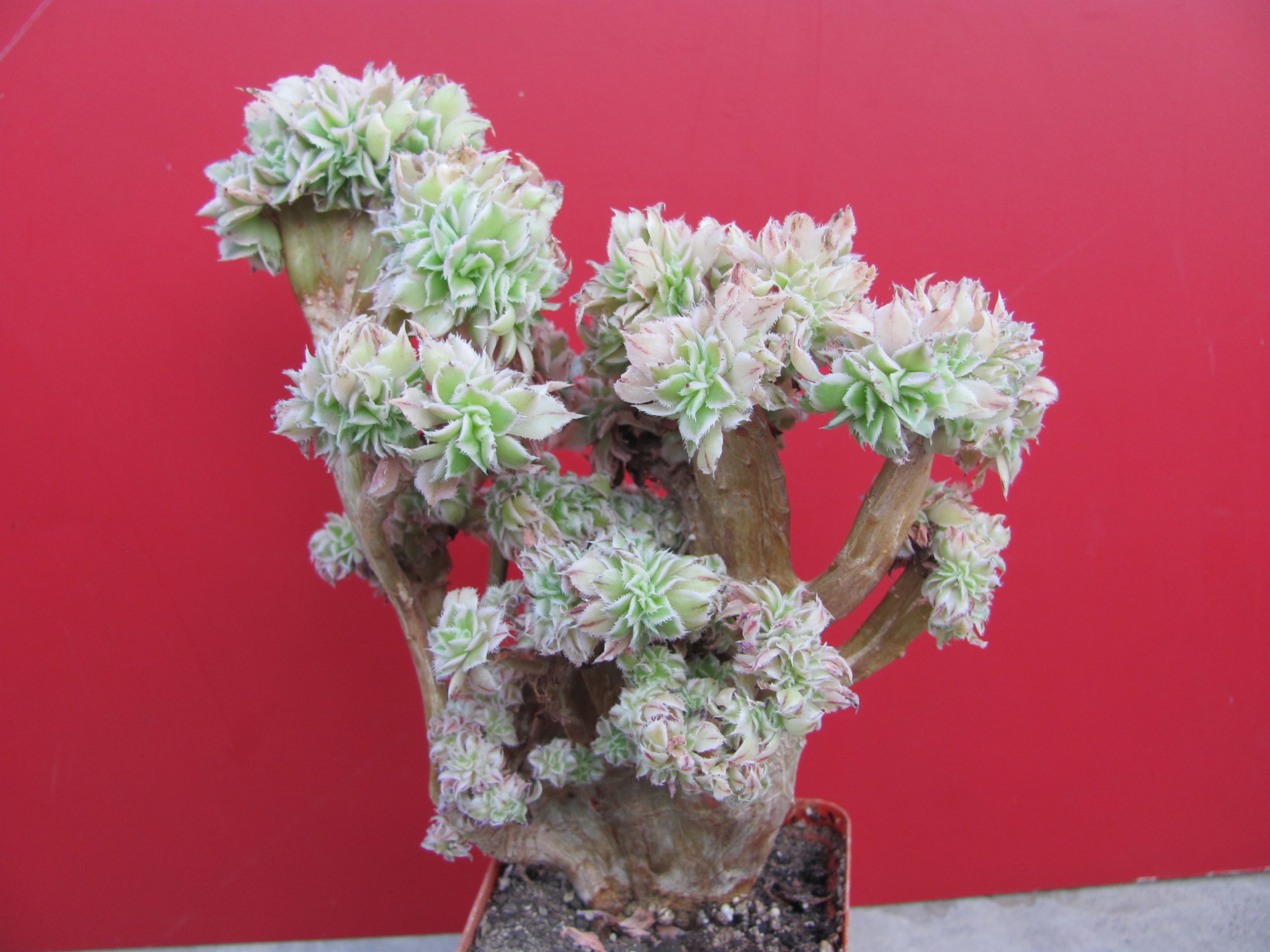 Aeonium Sunburst variegata cristata