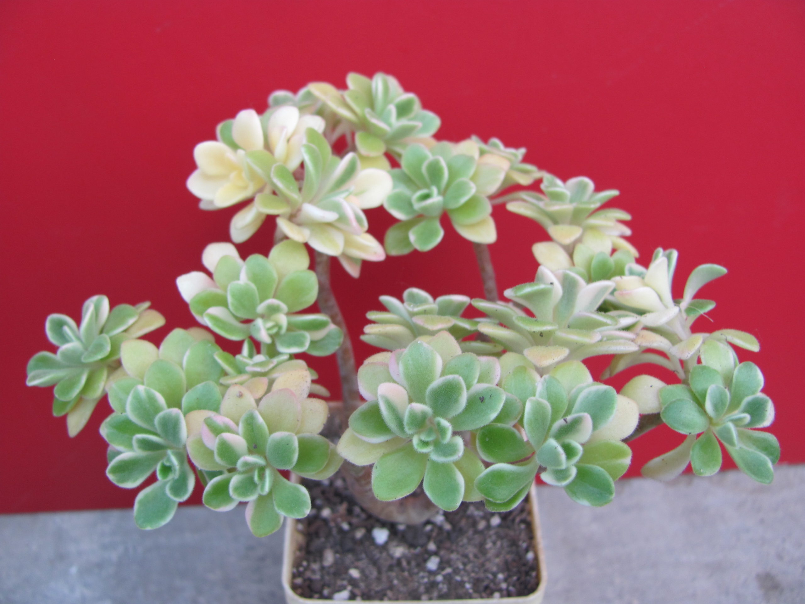 Aeonium domesticum variegata