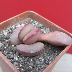 Adromischus Hallii