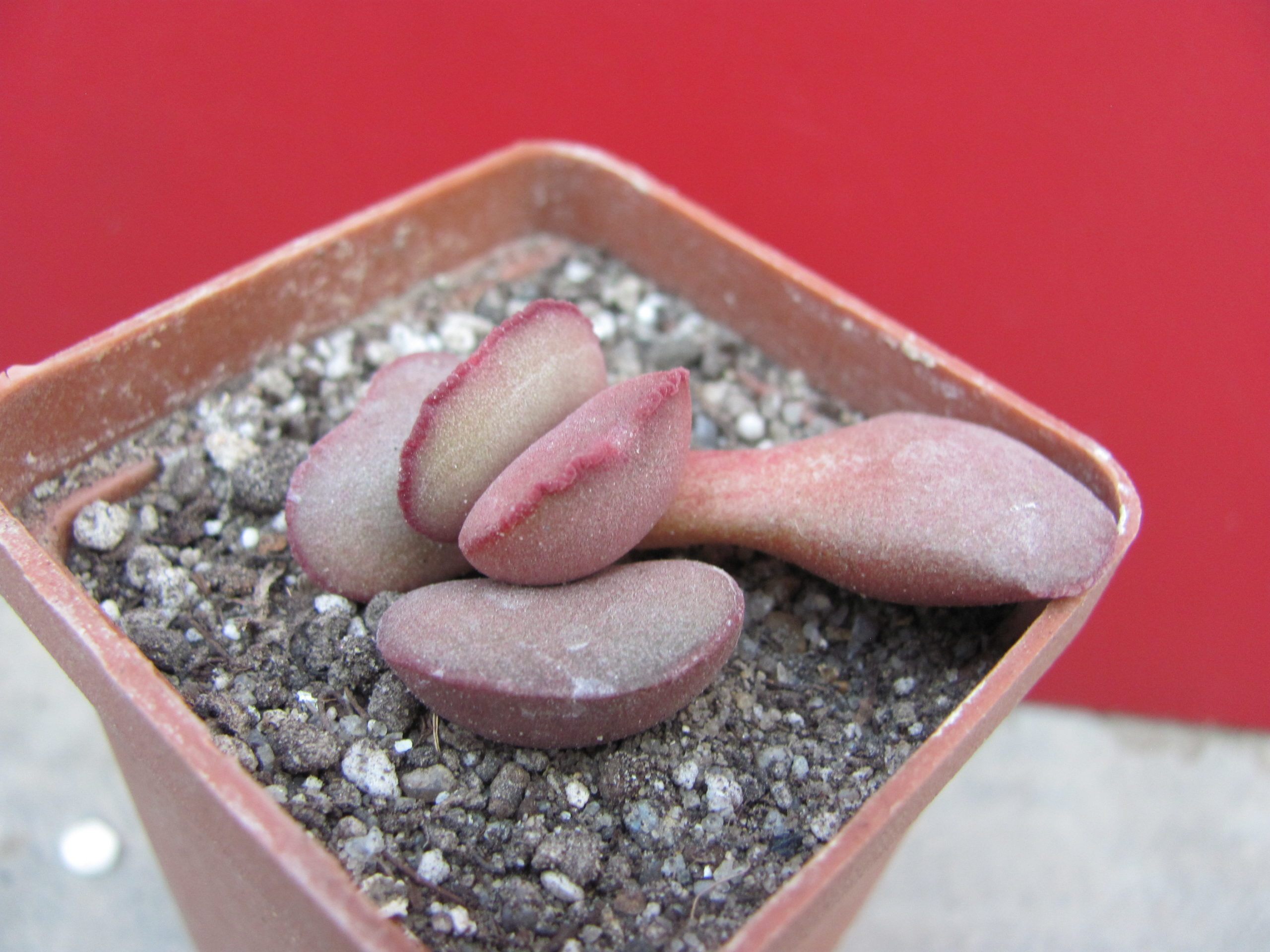 Adromischus Hallii