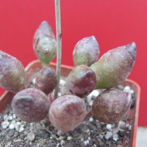 Adromischus *Indian Clubs*