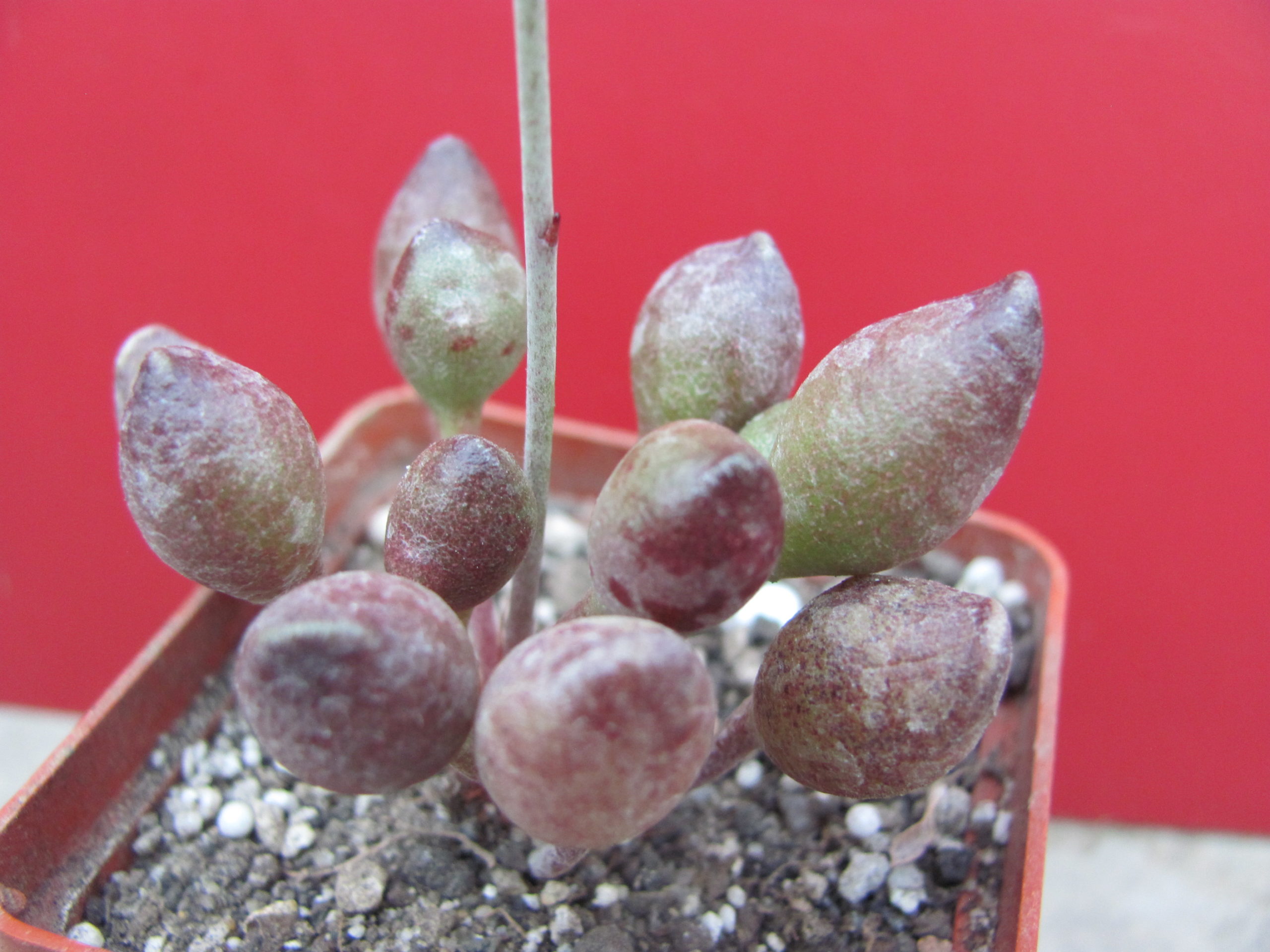 Adromischus *Indian Clubs*