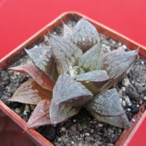 Haworthia  *Black Major*