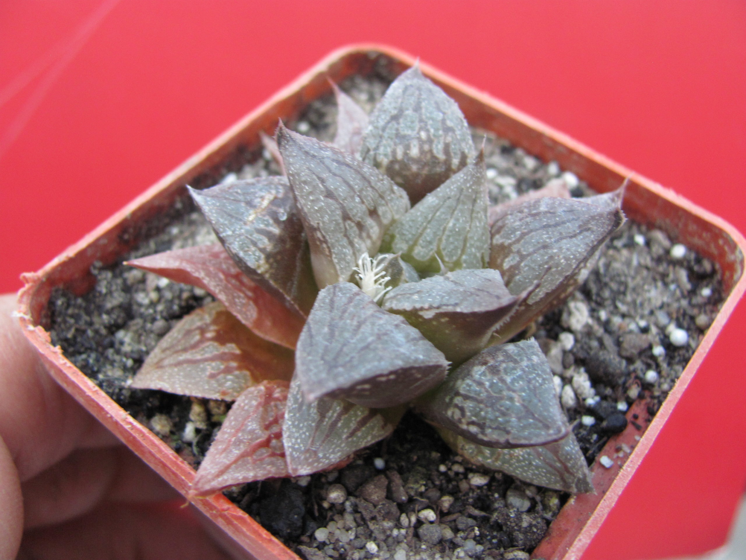Haworthia  *Black Major*