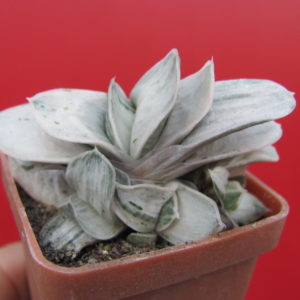 Gasteria Sat Sato no Matsu