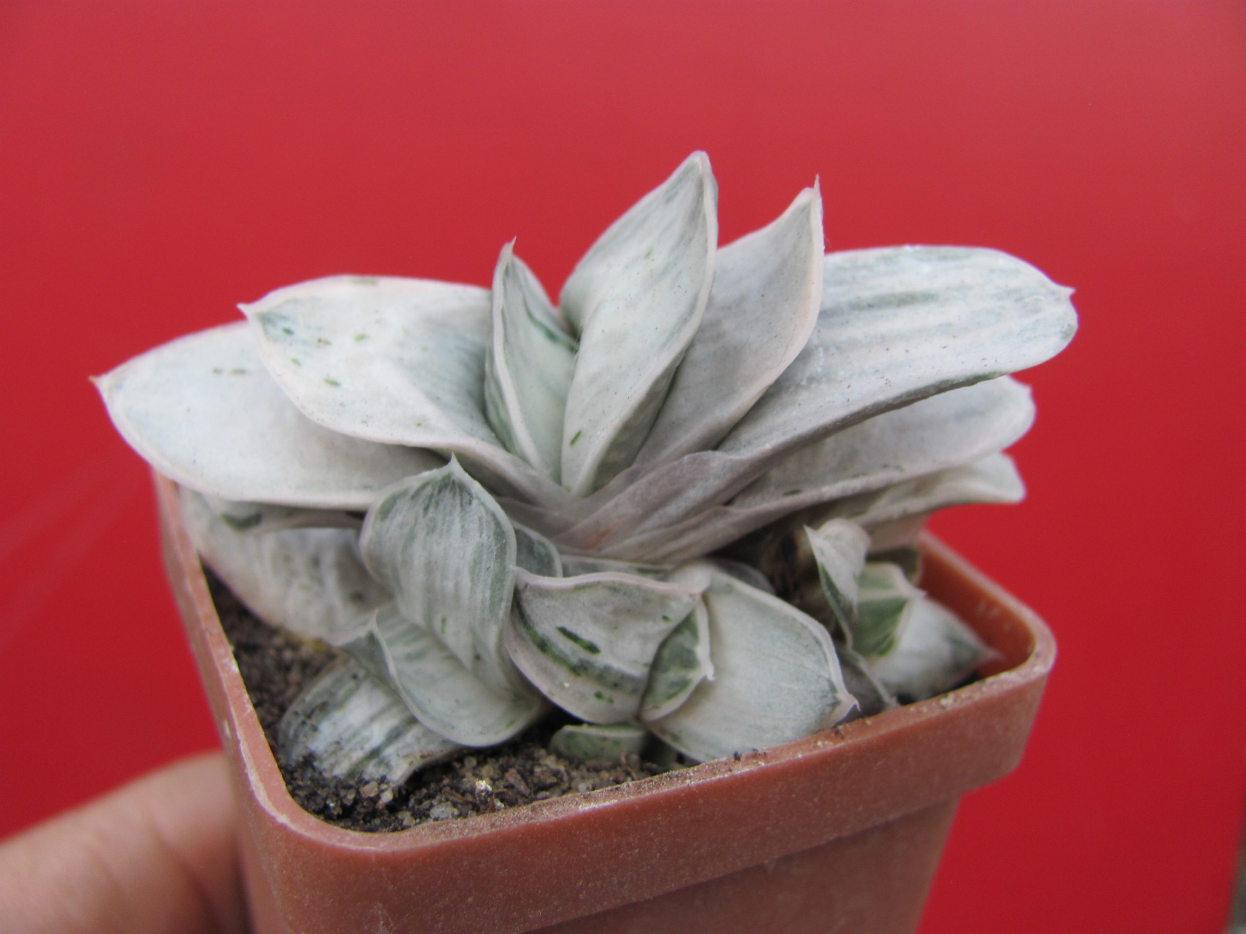 Gasteria Sat Sato no Matsu