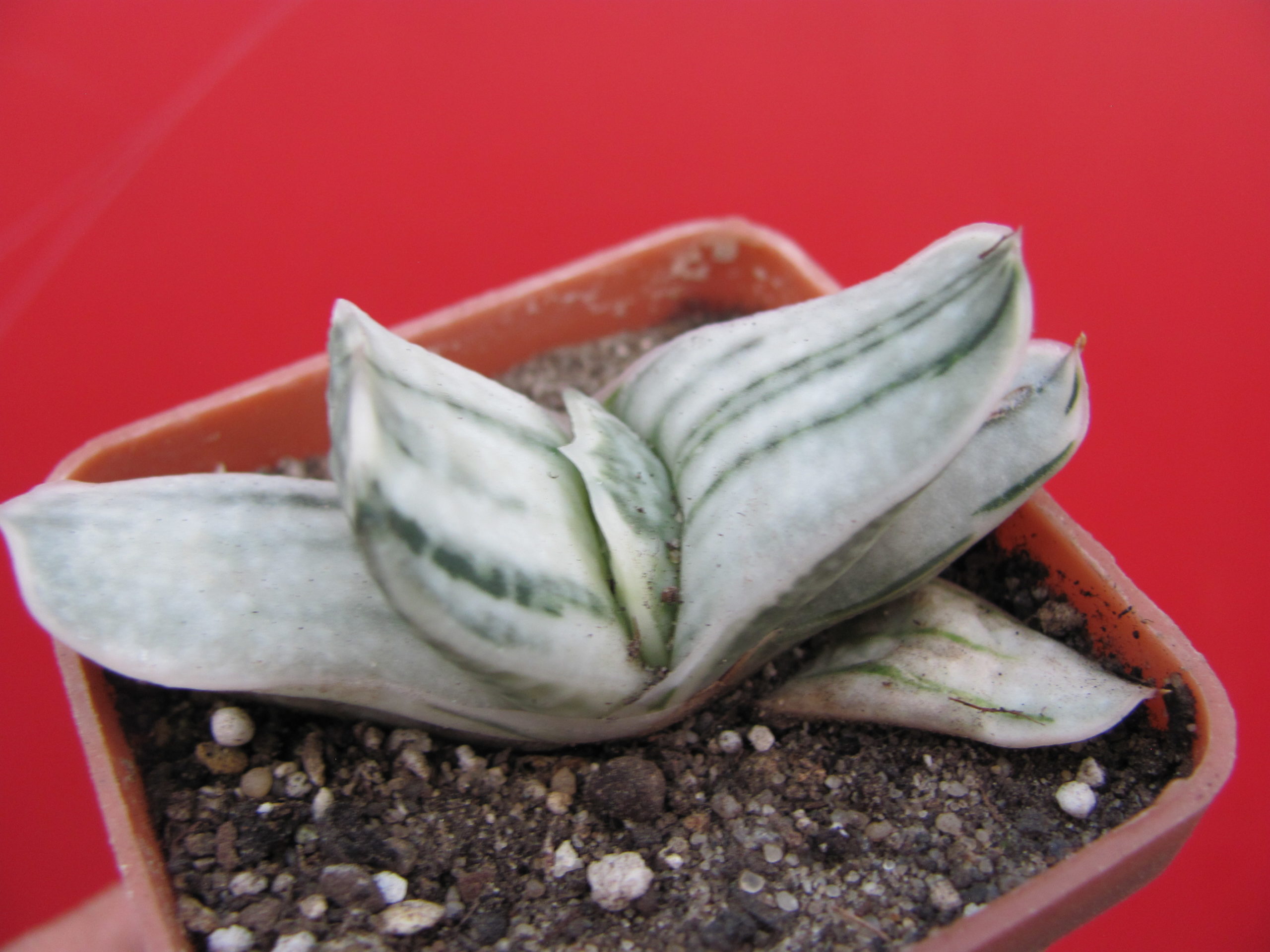 Gasteria  obtusa variegata