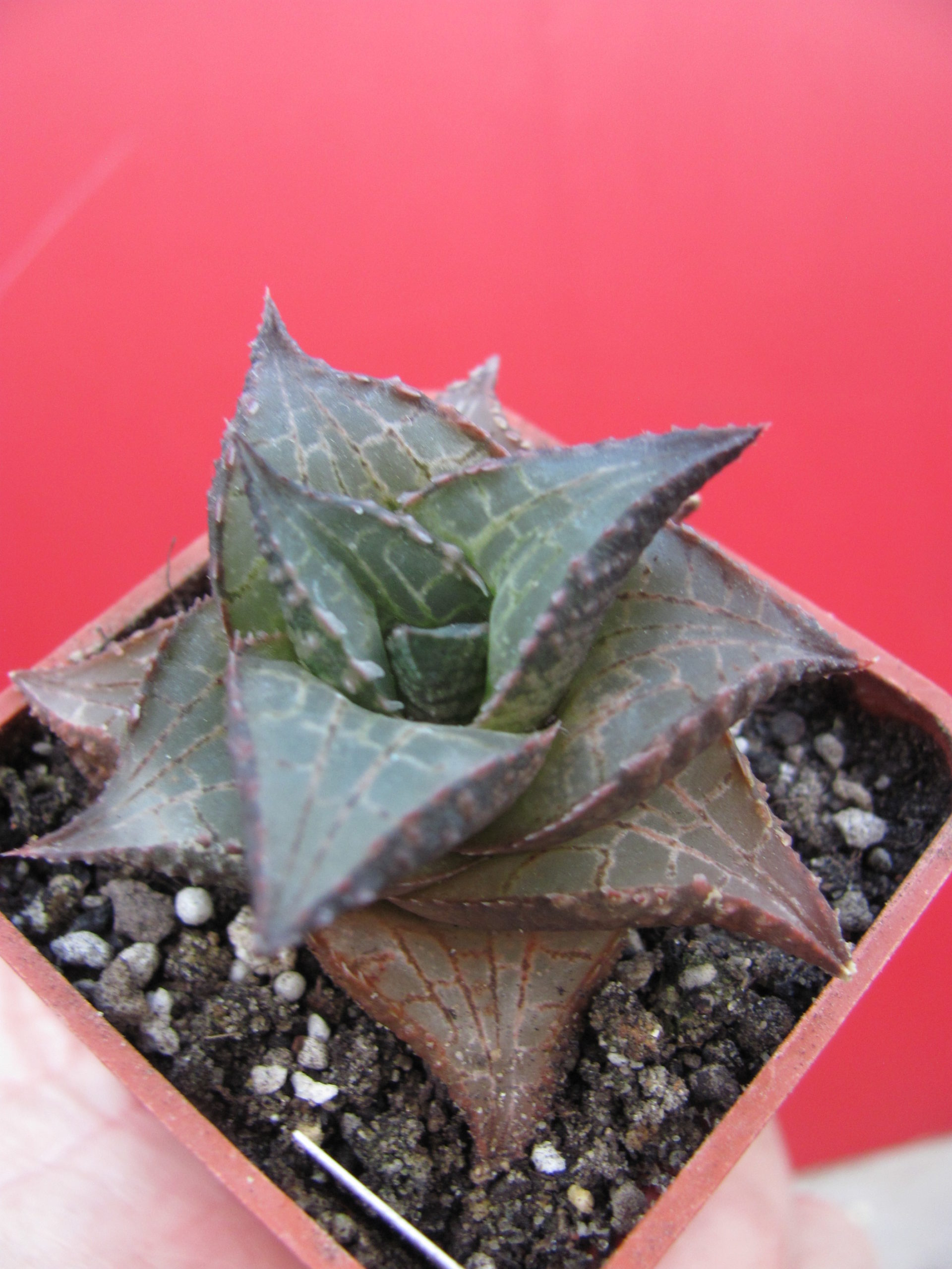Haworthia  tesellata    IB 6406