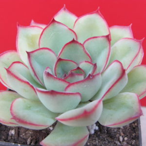 Echeveria pulidonis