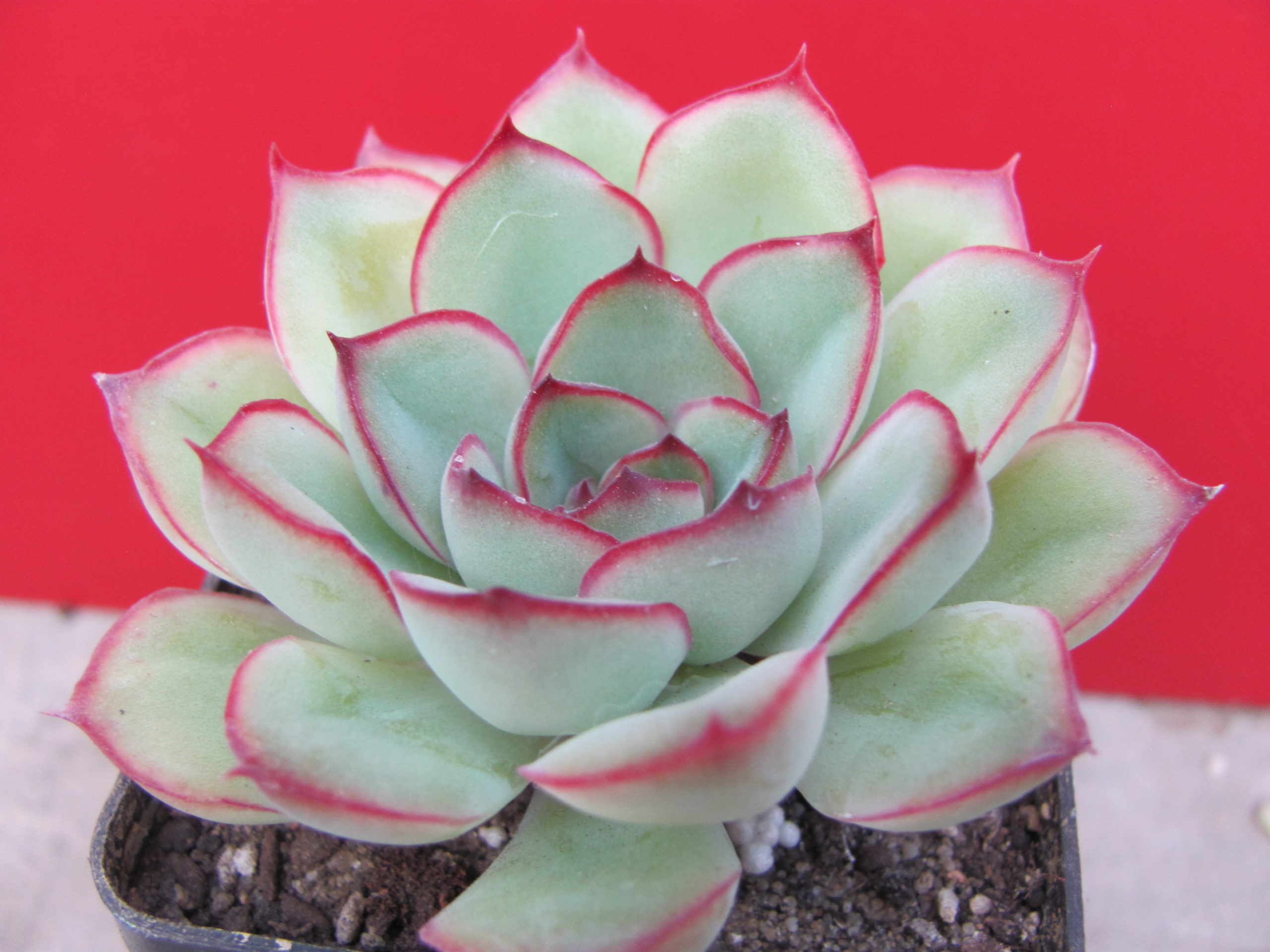 Echeveria pulidonis