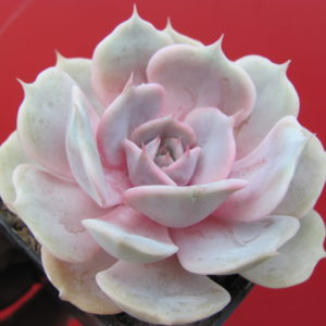 Echeveria hybr.