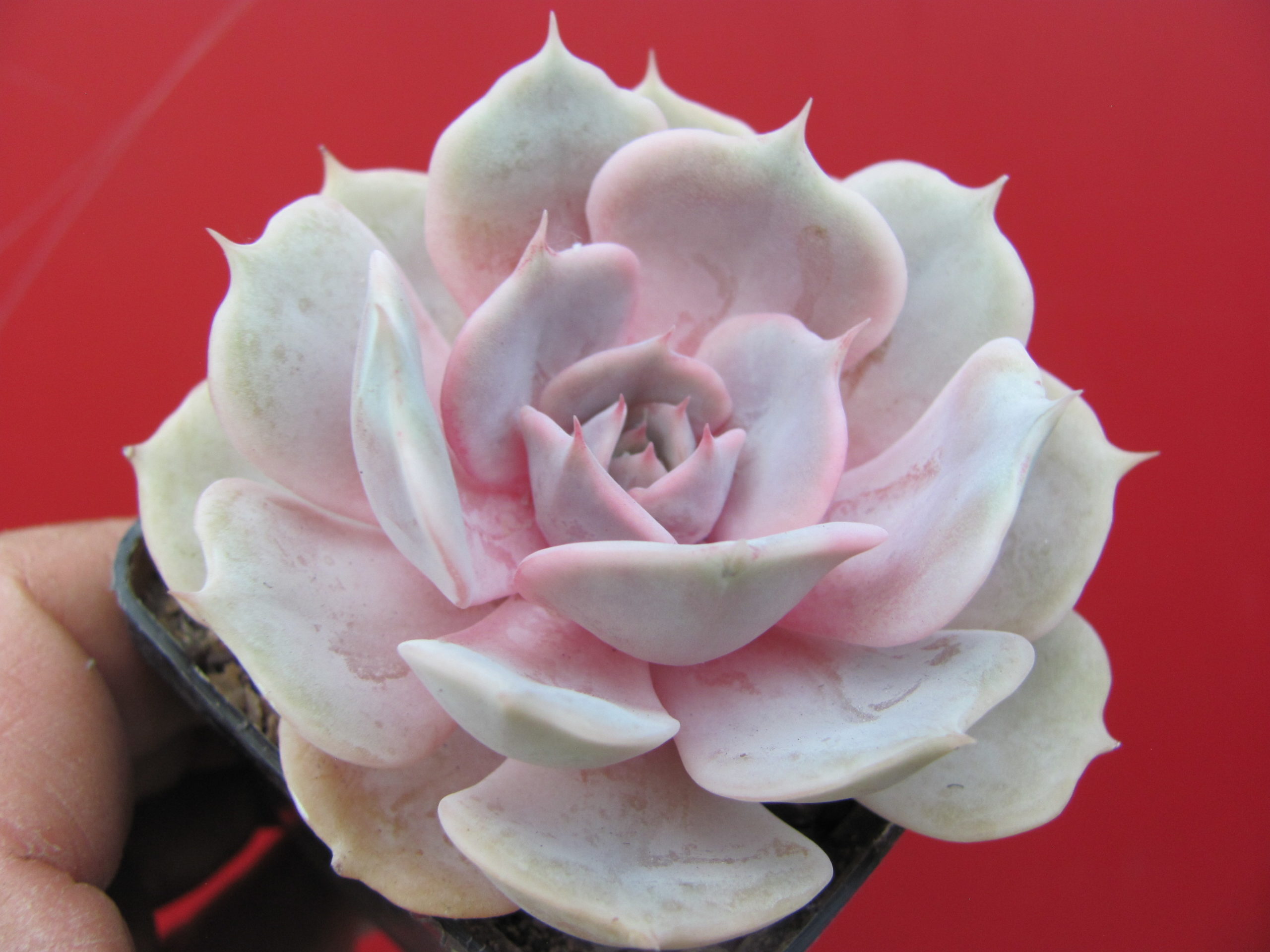 Echeveria hybr.