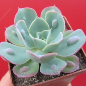 Echeveria Raindrops