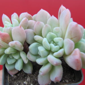 Echeveria glauca