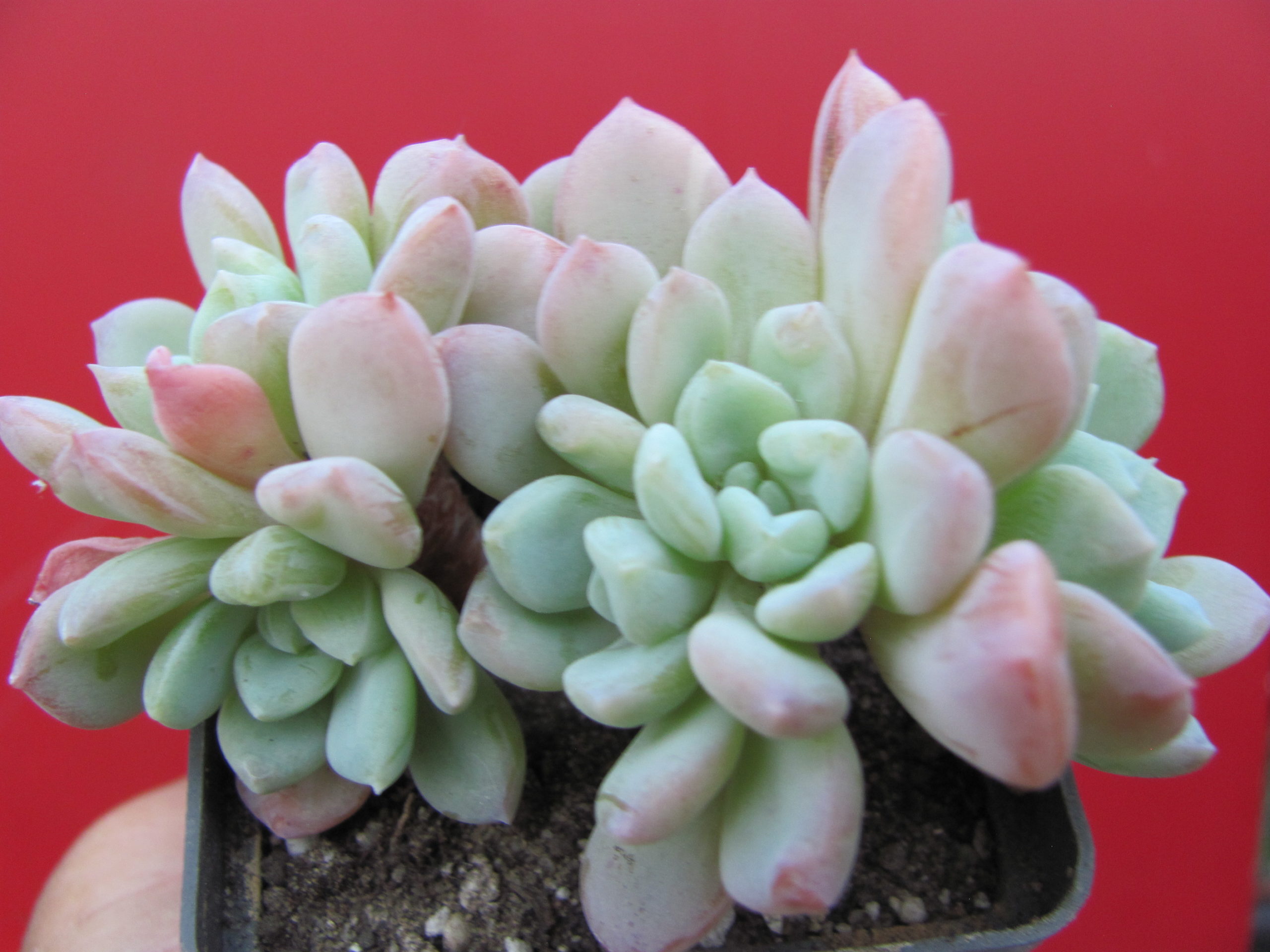 Echeveria glauca