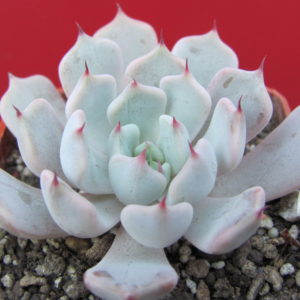 Echeveria cuspidata zaragoza