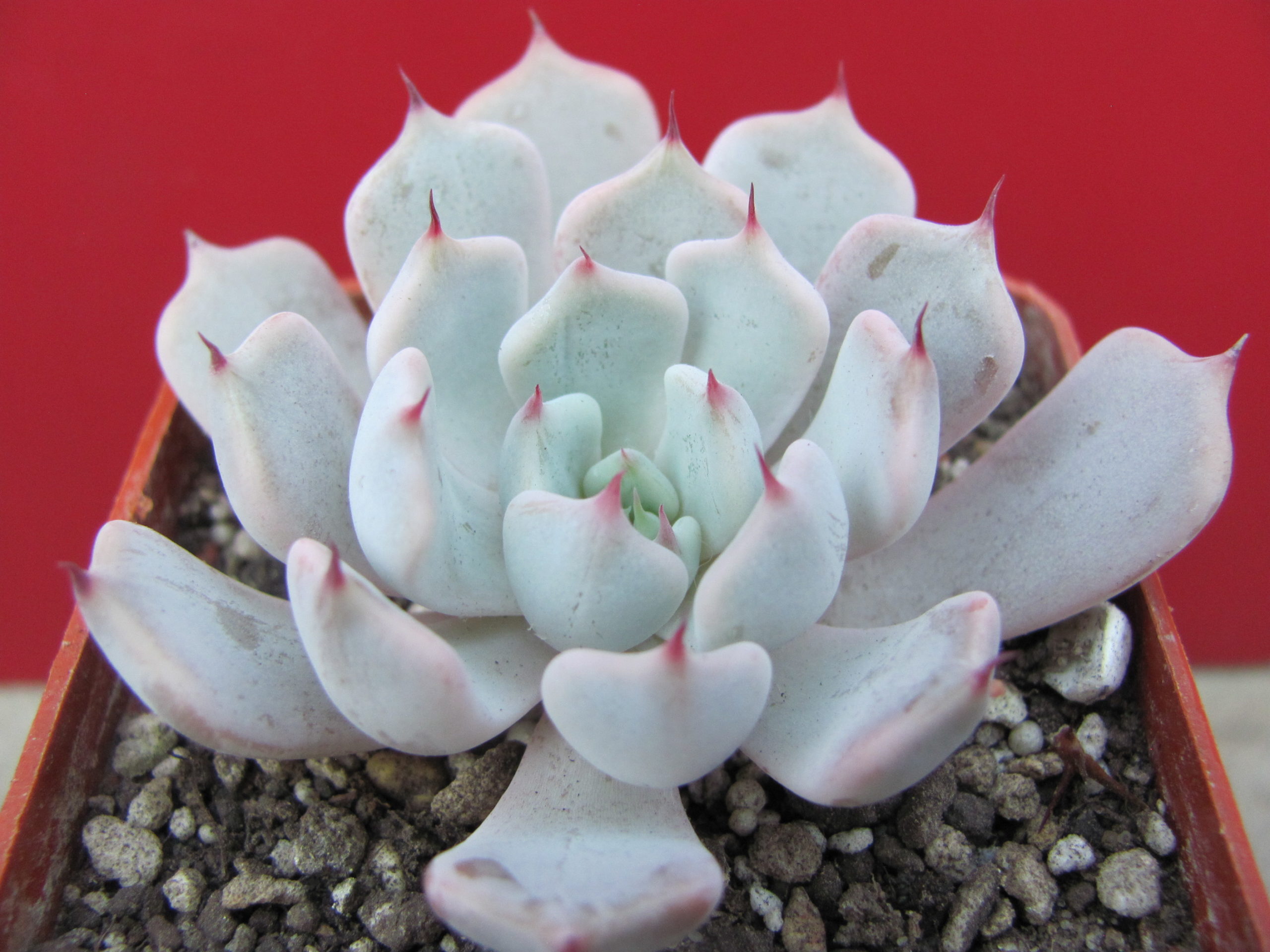 Echeveria cuspidata zaragoza