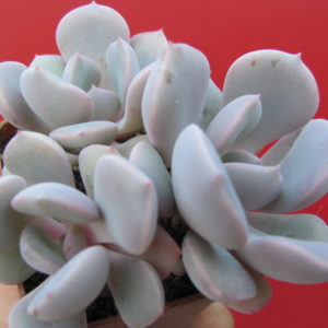 Echeveria Debbie