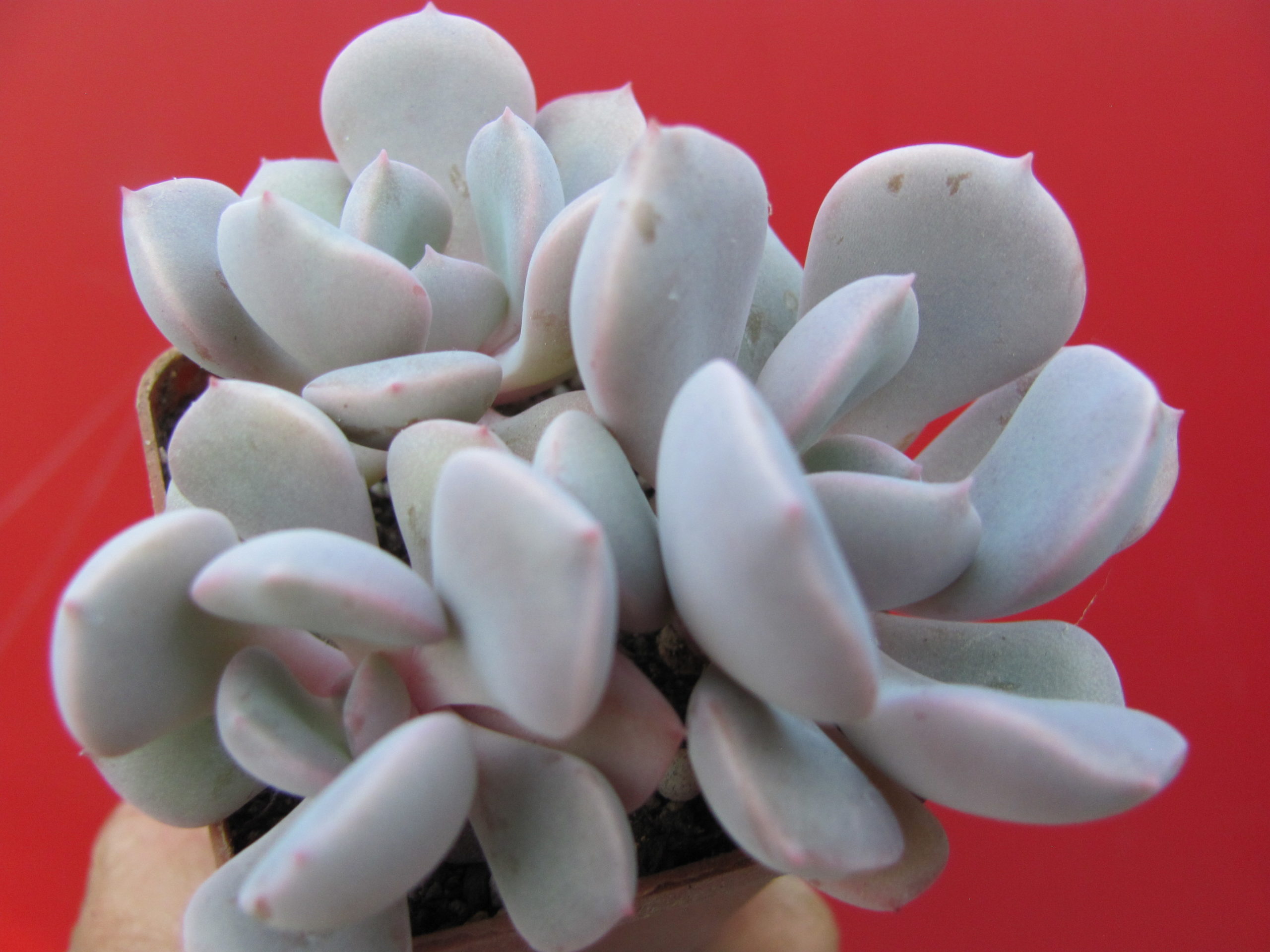 Echeveria Debbie