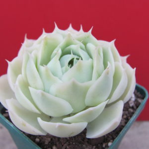 Echeveria Laguna Sanchez  hybr.