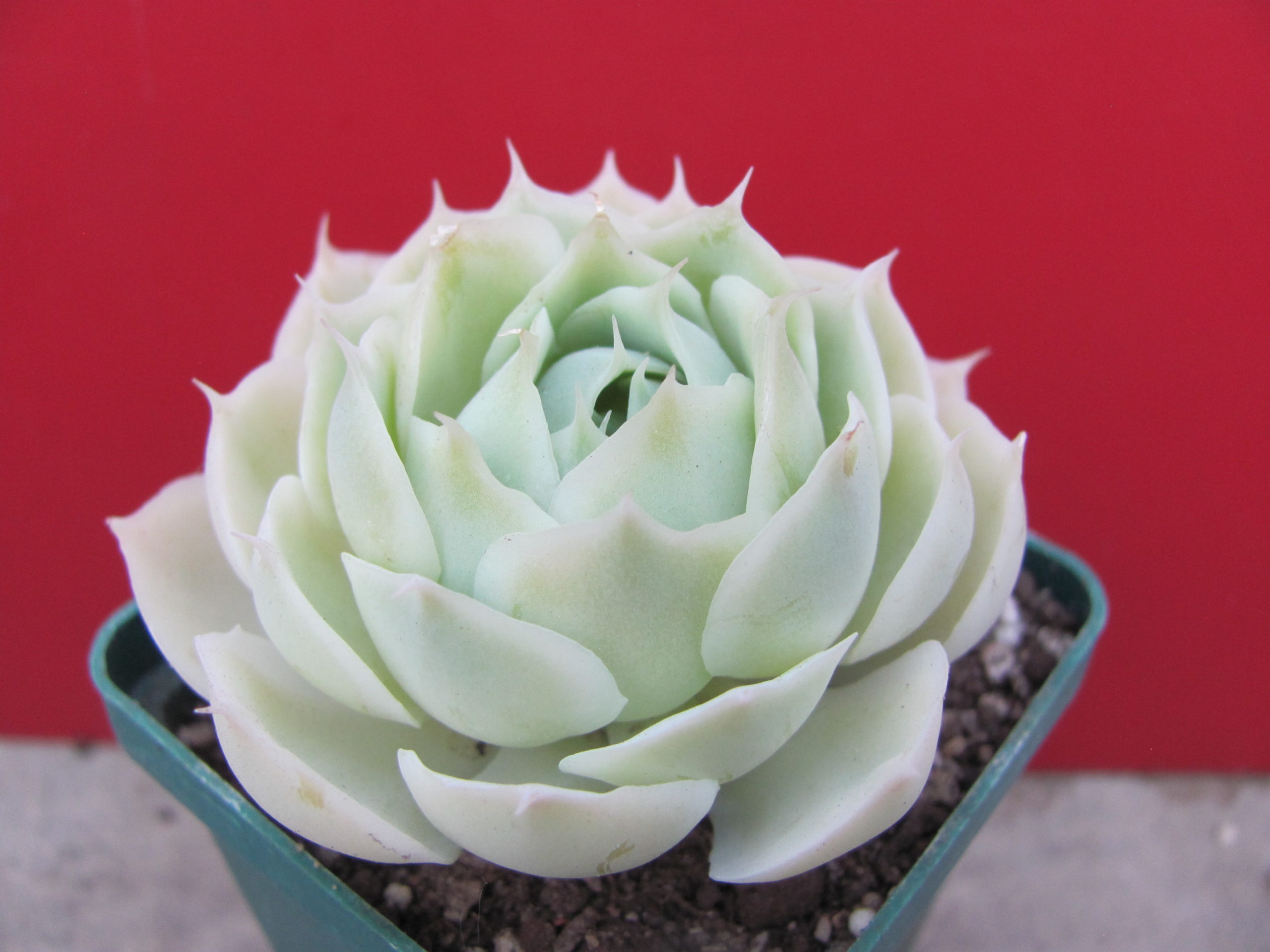 Echeveria Laguna Sanchez  hybr.