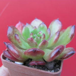 Echeveria *Fantasia Carol*
