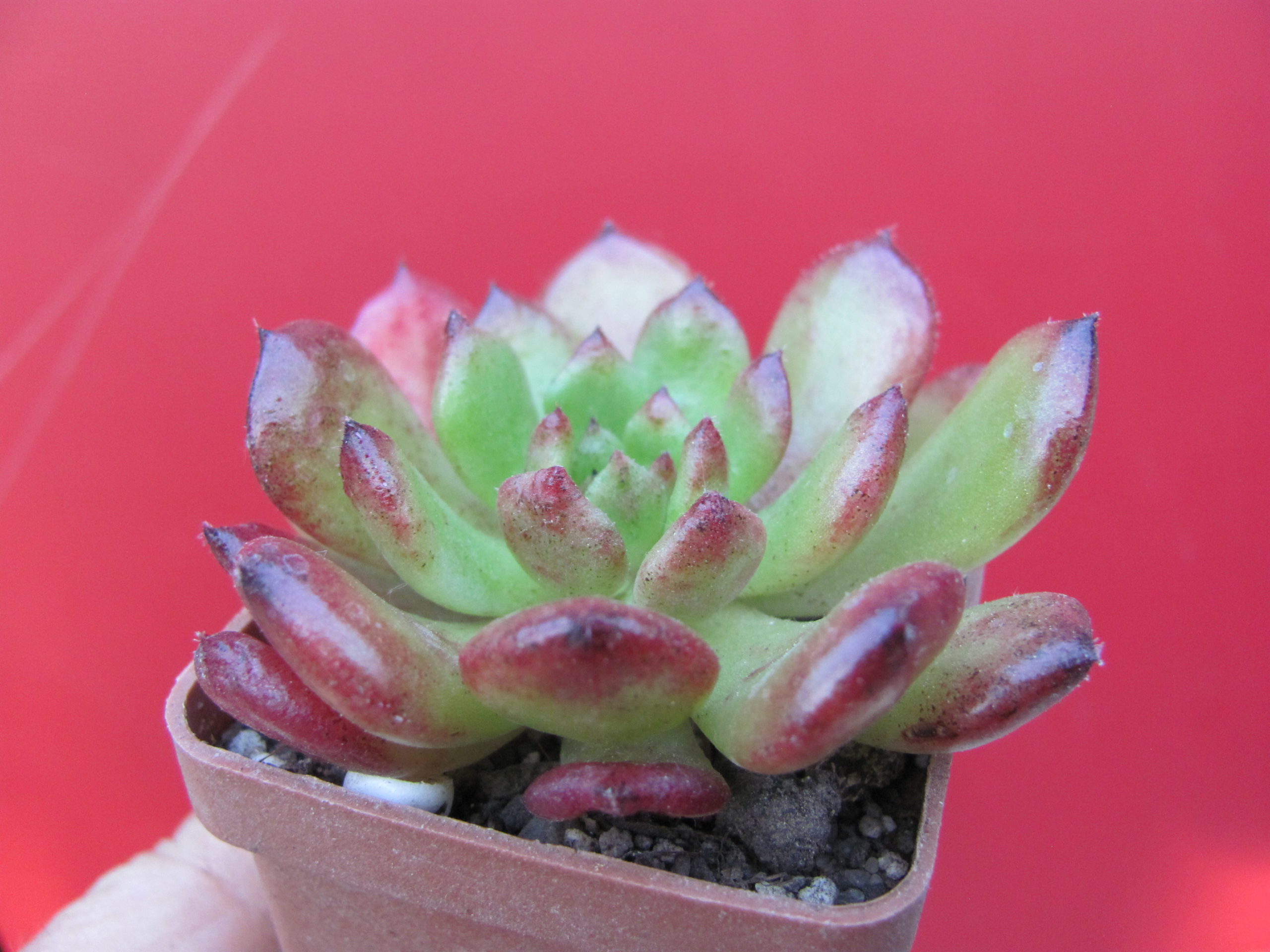 Echeveria *Fantasia Carol*