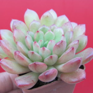 Echeveria bashful