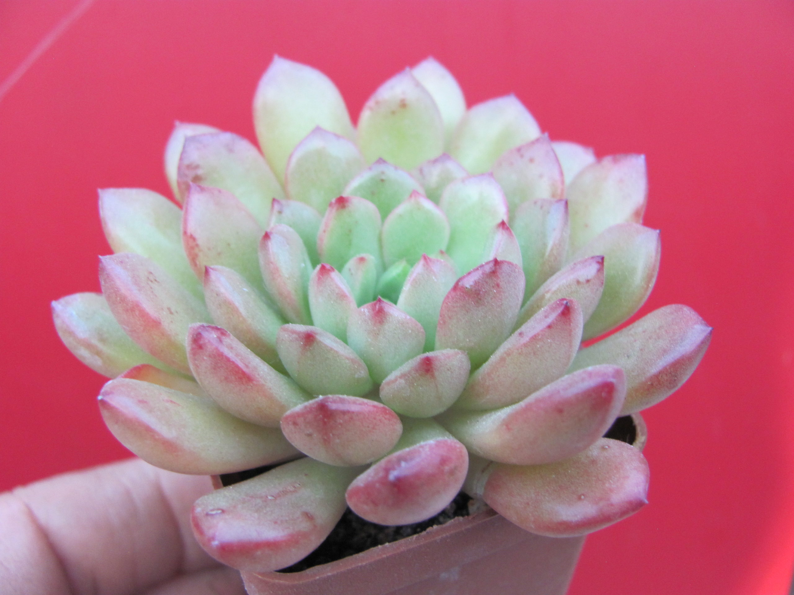 Echeveria bashful