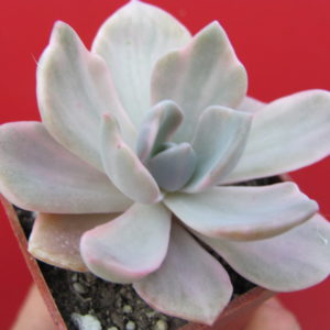 Echeveria Mrs. Richards  variegata