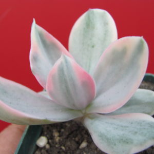 Echeveria Metallica Decora