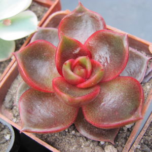 Echeveria *Hong Deung*     Korea