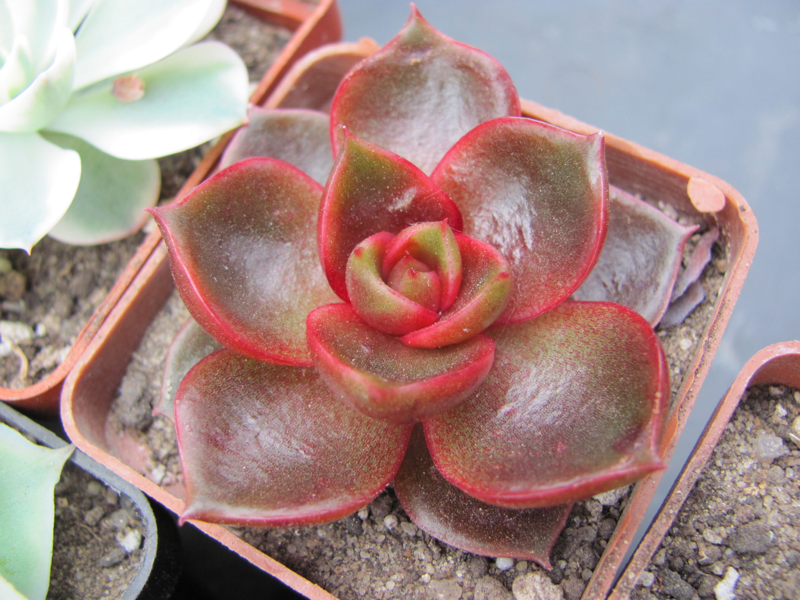 Echeveria *Hong Deung* Korea