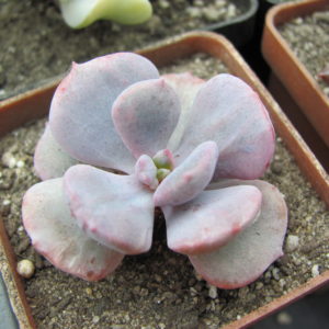 Echeveria Debbie  *Monstr*