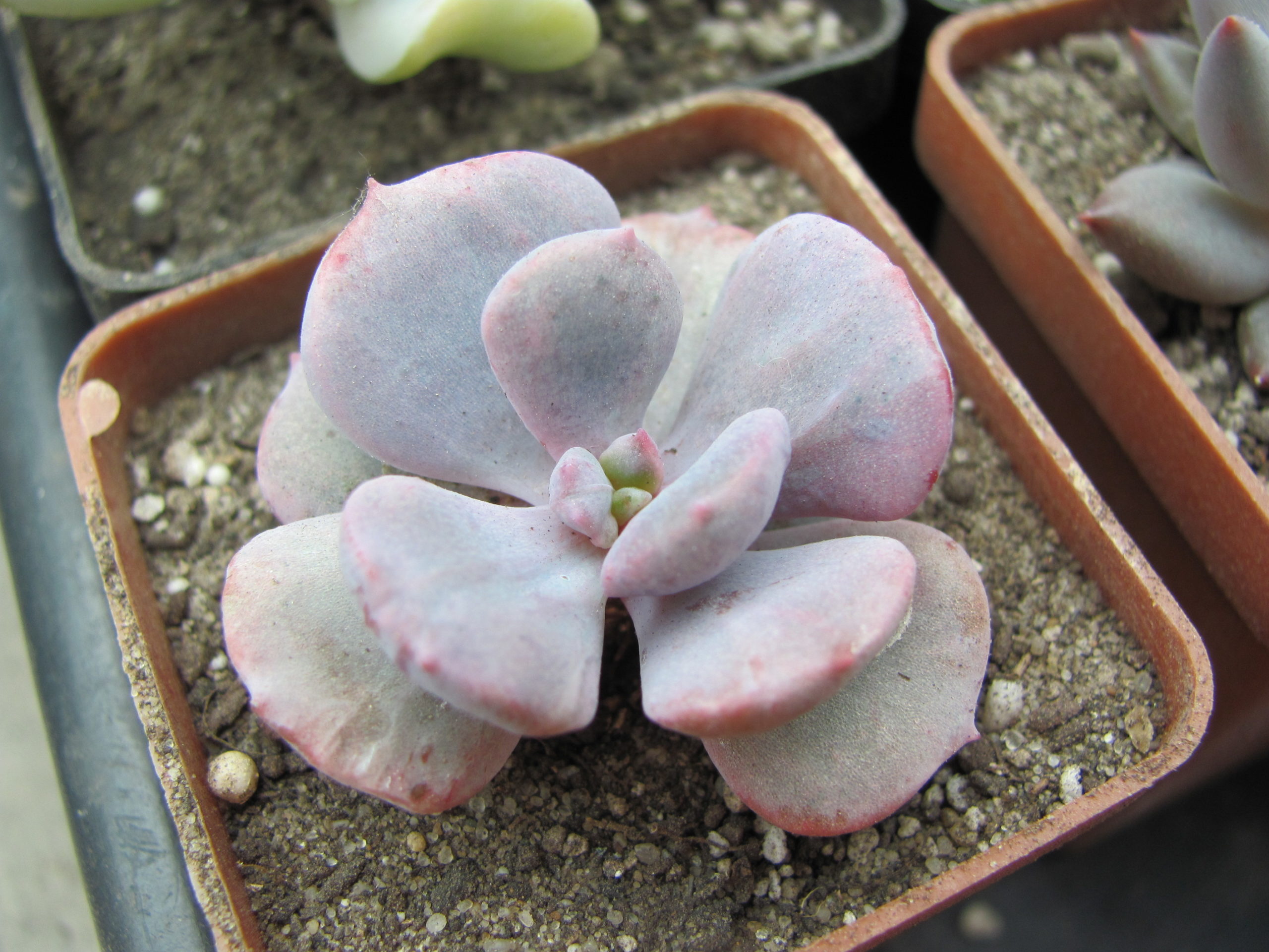 Echeveria Debbie  *Monstr*