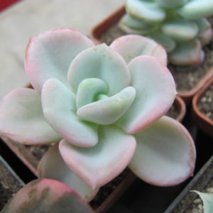 Echeveria  Orpet