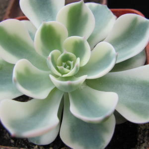 Echeveria *Compton Carousel* variegata